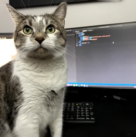Inna's cat